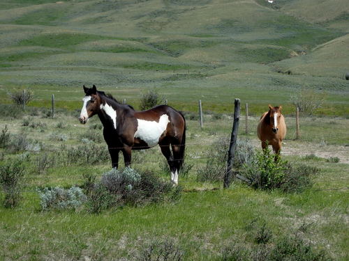 GDMBR: Terry found some friends, the Palomino was too skittish.